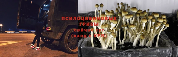 a pvp Касимов